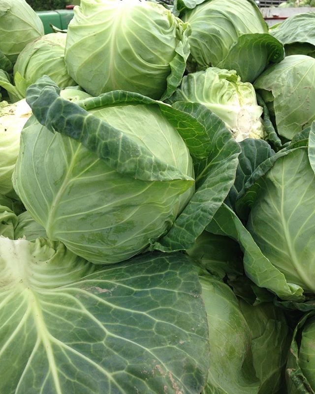 Cabbages